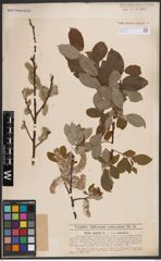 Foto von Salix caprea L.
